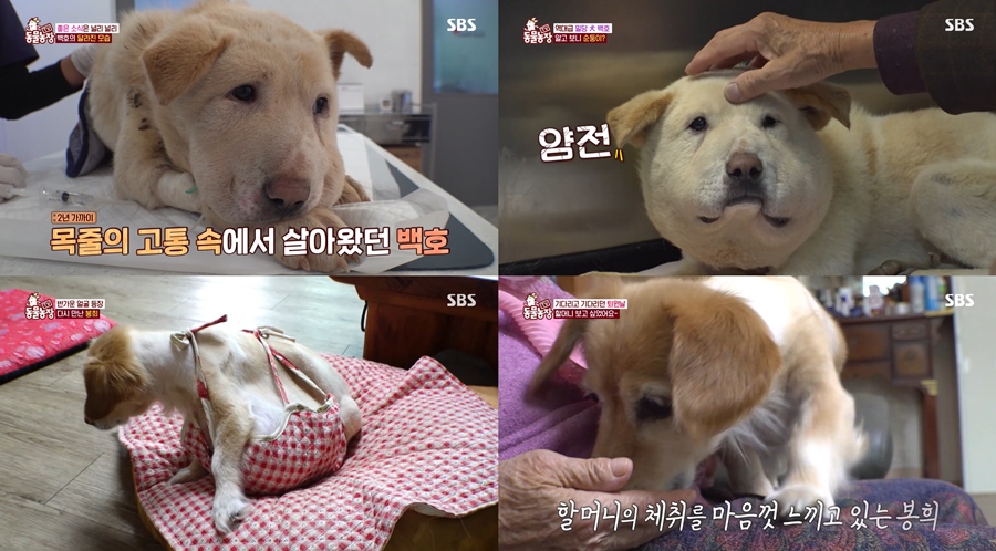 동물농장 이미지