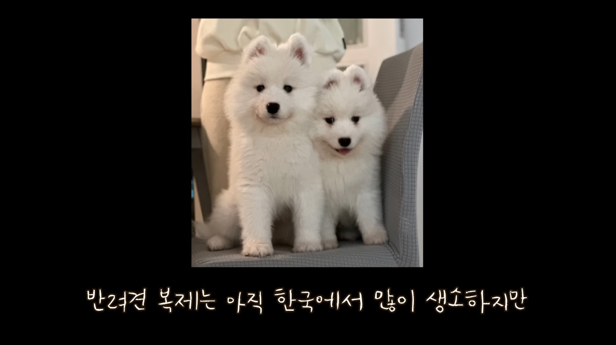 티코이 이미지