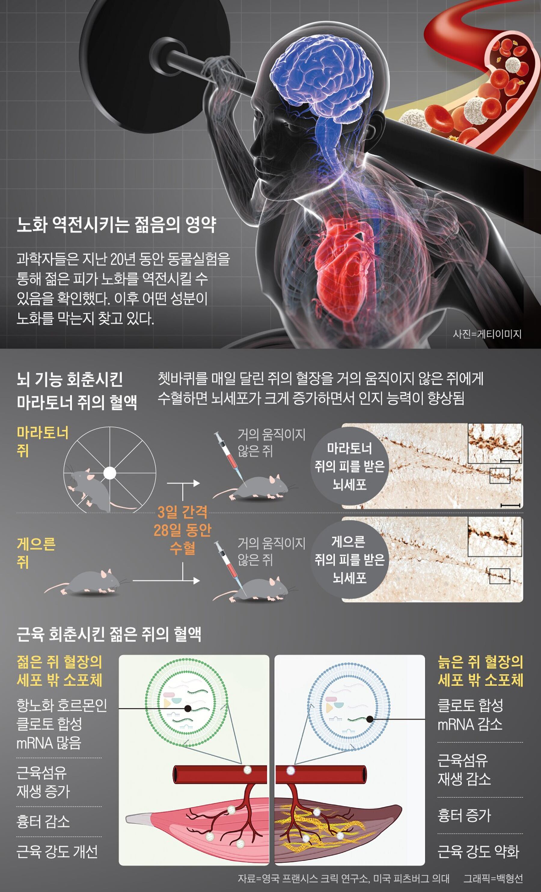 젊은 피 수혈하니 근육·뇌 쌩쌩…‘회춘의 묘약’ 나오나