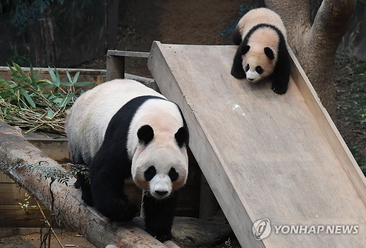 판다 이미지