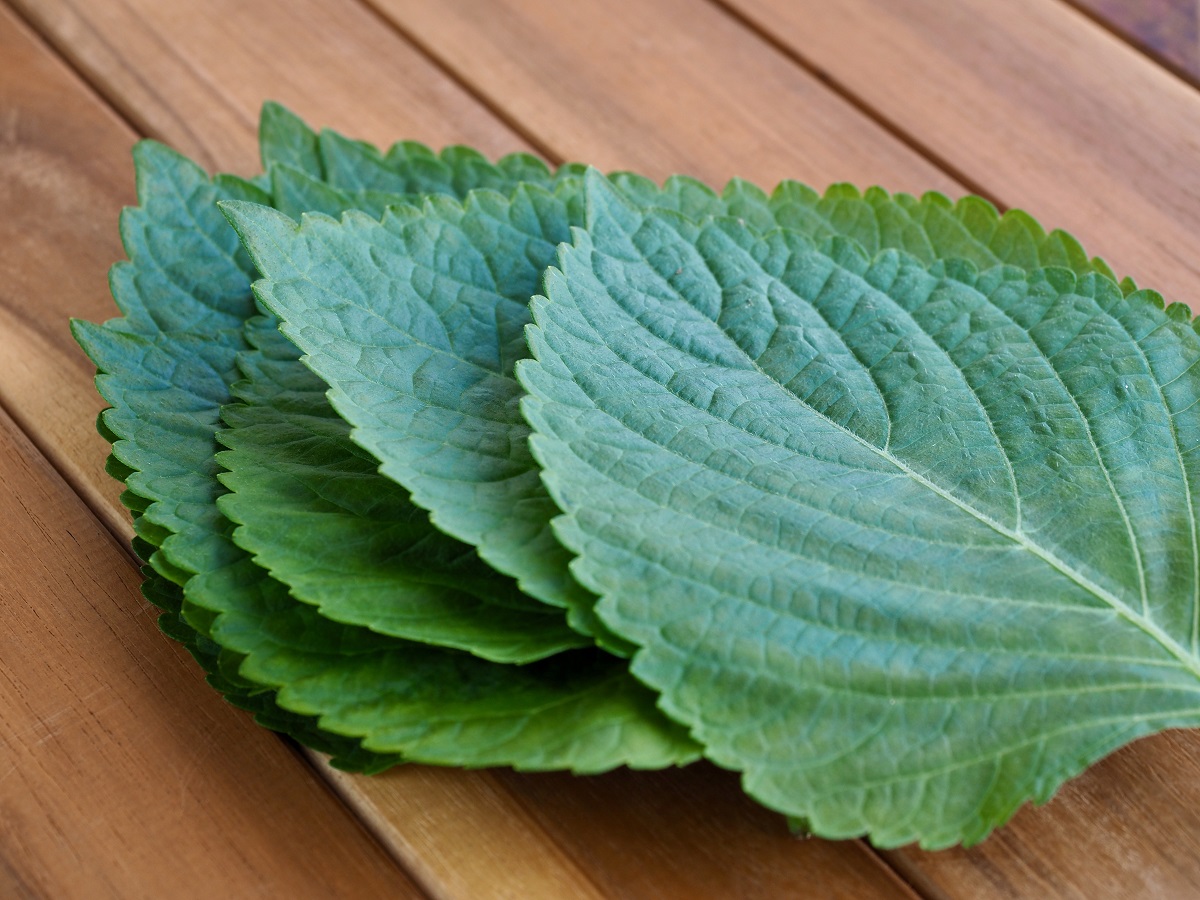깻잎 뒷면 손바닥으로 쳐주면 향 더 진해진다고?