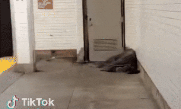 뉴욕 지하철의 노숙자 담요 안에서 쥐 세 마리가 빠져나와 도망치는 모습./틱톡 @six4bk718