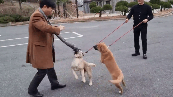 이 호텔의 마스코트는 3개월된 강아지 별이와 코코다. 손님들이 올때마다 꼬리를 흔들며 반갑게 인사를 나눈다. 서인주 기자