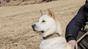 주민들이 임시보호하고 있는 동경이 모습. 최민석 기자