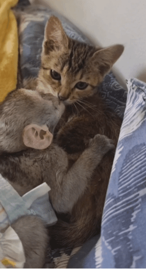 남아프리카 국가 짐바브웨의 한 동물 보호소에 엄마를 잃고 구조된 새끼 원숭이 윌리엄(왼쪽)이 역시 엄마를 잃고 구조된 새끼 고양이 ‘마블’을 끌어안고 마블의 입과 코를 핥고 있다. 보호소 인스타그램 갈무리