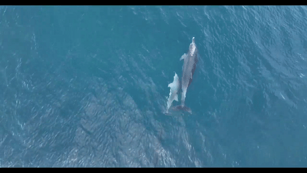 두 달 전인 지난해 11월 제주시 구좌읍 하도리 앞바다에서 폐그물에 걸린 채 어미와 유영하고 있는 새끼 남방큰돌고래(화면제공=다큐제주, 제주대 돌고래연구팀)