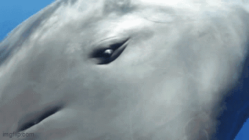 눈을 깜빡거리는 향유고래를 근접 촬영한 비디오. [사진출처=David Trescot]