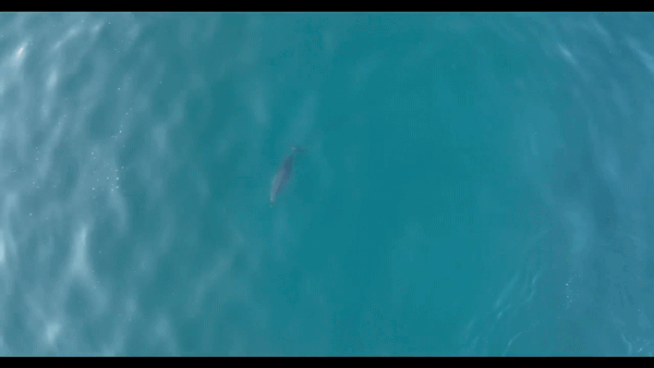 낚싯줄에 얽힌 채 유영하고 있는 새끼 남방큰돌고래 '종달이'.(제주대학교 돌고래연구팀·다큐제주 제공)