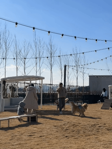 Customers play with their dogs at Pet Park located on the rooftop of the Starfield Suwon mall on Wednesday. [SEO JI-EUN]