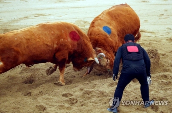 소싸움 이미지