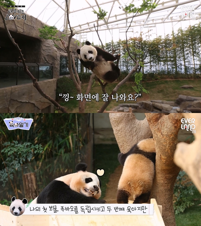 판다 이미지