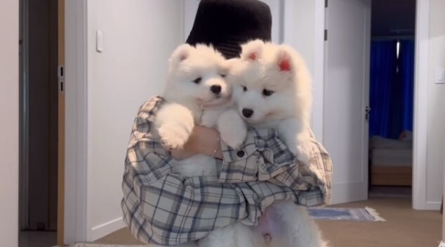 티코이 이미지
