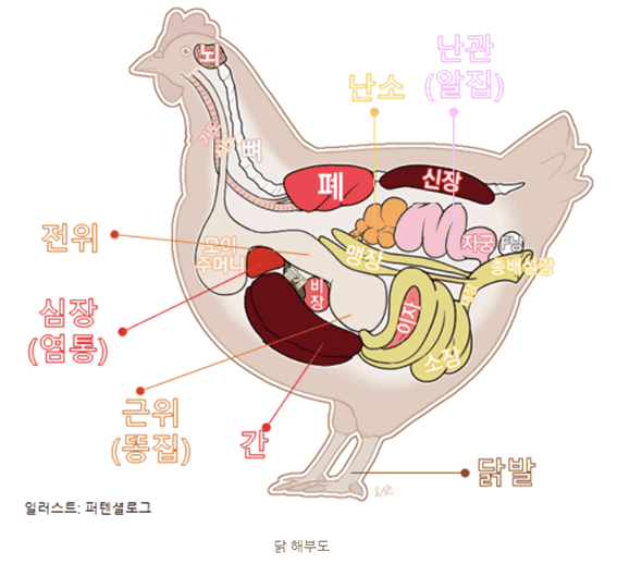 닭의 부산물과 특수부위, 고기부위 이미지