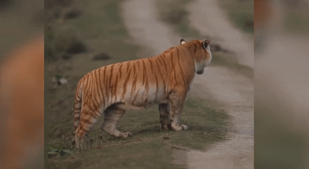 카지랑가 국립공원에서 포착된 황금호랑이의 모습. 출처=가우라브 람나라야난