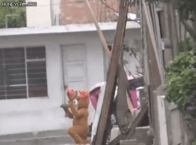 곰 인형 탈을 쓴 위장경찰을 보고 마약상이 집 밖으로 나오고 있다. [이미지출처=엑스(X·옛 트위터)]