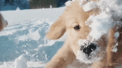 오픈AI가 16일 공개한 '텍스트-비디오 AI 모델 소라'의 결과물 일부 편집. 오픈AI 제공  명령어: 눈 속에서 놀고 있는 작은 골든 리트리버 강아지들. 눈 속을 파헤친 강아지들의 머리가 눈에 뒤덮인 모습.