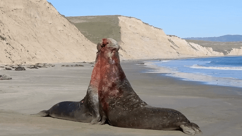 캘리포니아 레이에스 해변에서 번식철 수컷 코끼리물범이 몸싸움을 하고 있다./Point Reyes National Seashore