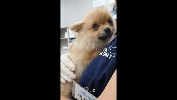 "아, 이제는 안심돼요" 구조된 뒤 동물보호 활동가 품에 안긴 강아지
 [카라 제공]