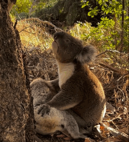 현지시간 23일 호주 남부지역 애들레이드 힐의 한 숲에서 코알라 한 쌍이 구조됐다. 죽은 암컷 옆에서 곁을 지키던 수컷 코알라의 모습이 사람들의 마음을 먹먹하게 만든다. 〈영상='코알라 레스큐' 페이스북 캡처〉