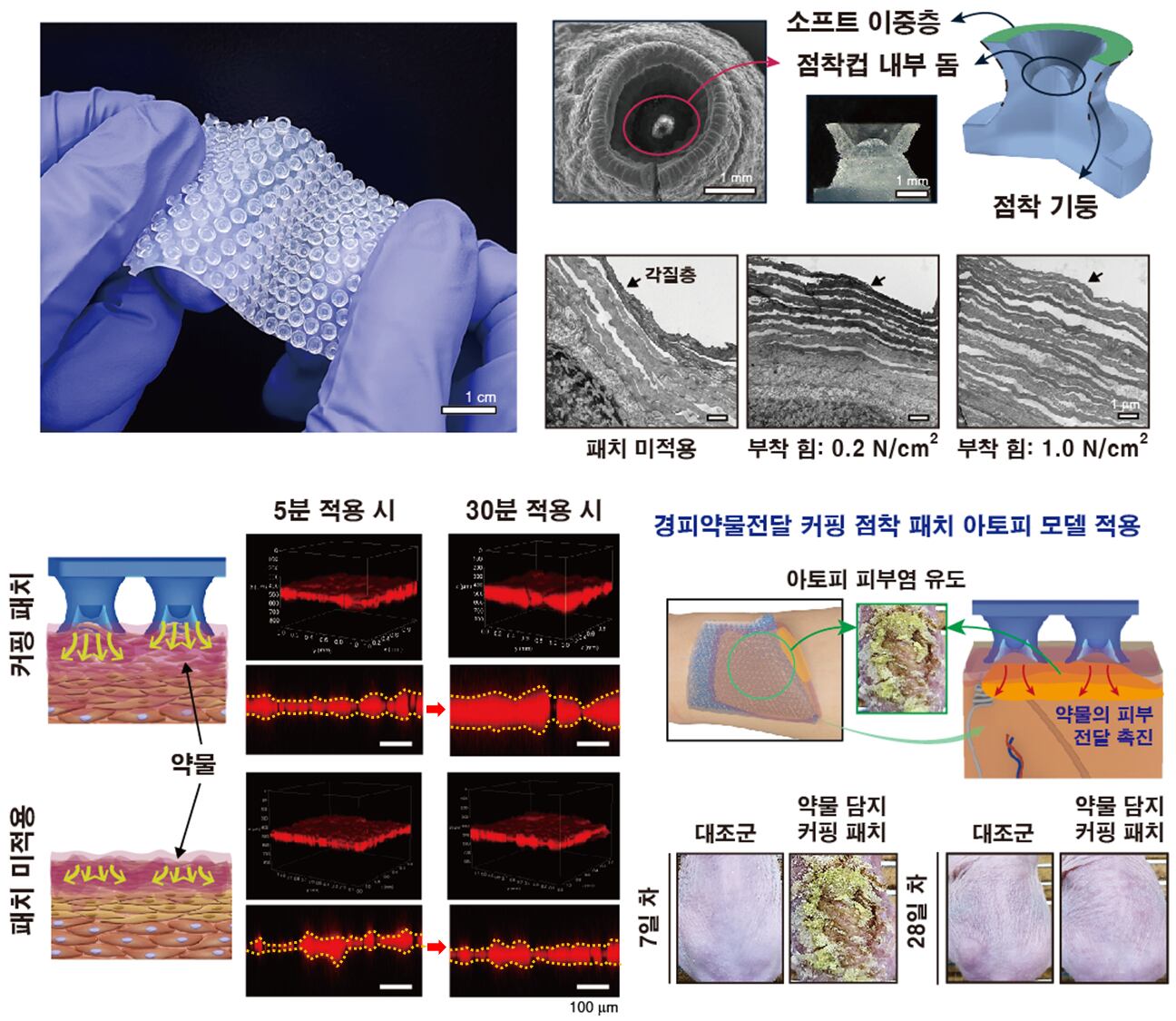 더바른문어 이미지