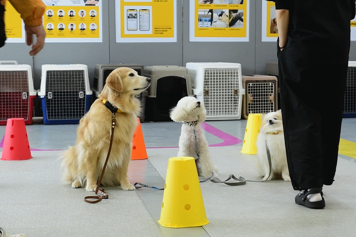 기본 매너 교육을 받고 있는 강아지들. /사진=변성현 기자