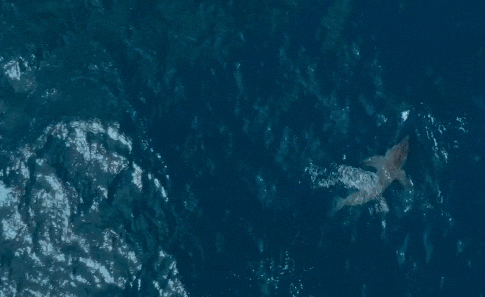 60세의 암컷 범고래 소피가 백상아리를 사냥하는 모습을 담은 영상의 일부.