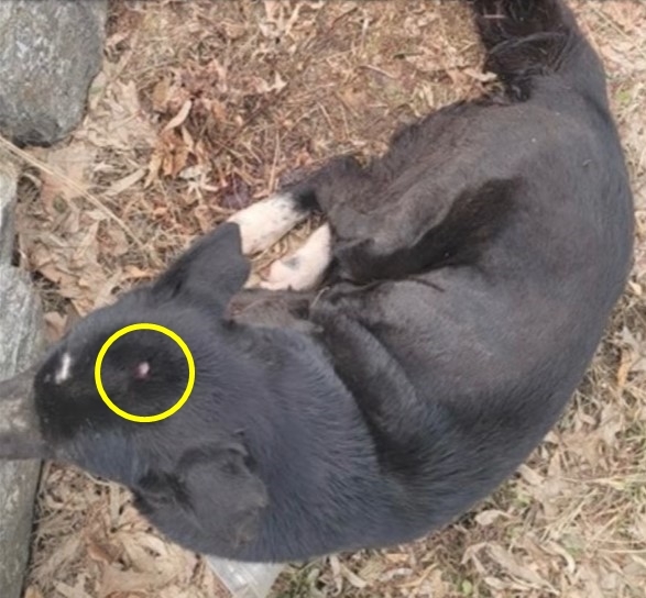 못된강아지 이미지