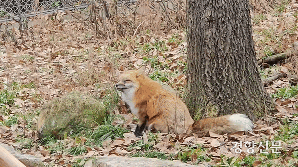 충북 청주시 상당구 명암동 청주동물원 여우 방사장에 있는 붉은여우. 이삭 기자.