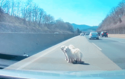 지난 10일 서해안고속도로 1차로에서 발견된 사모예드종 개 두 마리를 부르는 김강언 씨. @gangeon 인스타그램 캡처