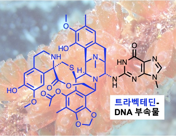 멍게가 이미지
