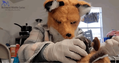 미국 버지니아주 리치먼드시의 리치먼드 야생동물구조센터가 여우 탈을 쓴 채 새끼 여우를 수유하는 장면을 공개해 화제가 되고 있다. 센터 페이스북 갈무리