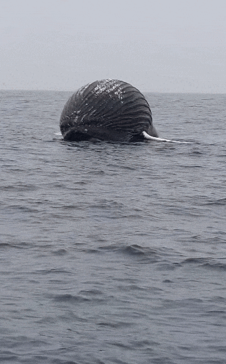 노르웨이 인근 바다 위에서 거대한 풍선처럼 부풀어 오른 고래의 사체가 발견됐다. 사진=페이스북 캡쳐