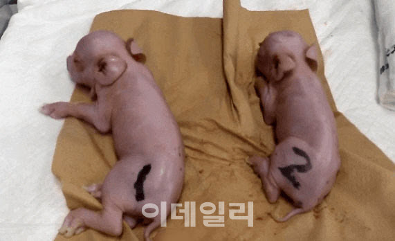 돼지통신 이미지