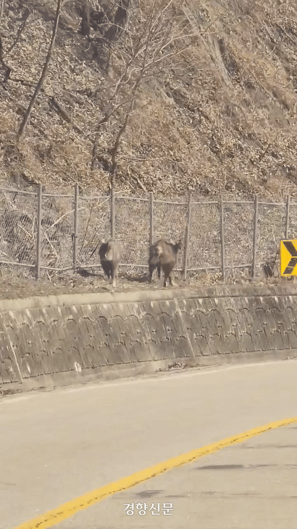 지난 21일 강원 양구 민통선 부근 지역에서 아프리카돼지열병 울타리에 가로막혀 헤매고 있는 천연기념물 산양 두 마리. 김기범기자