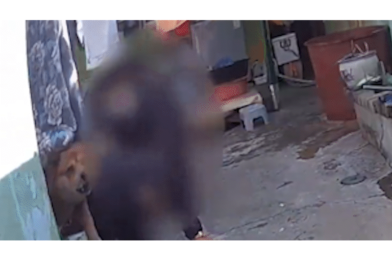 대형견에 테이저건을 발사하는 장면. /전남경찰청 유튜브
