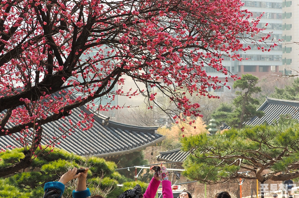 홍매 이미지