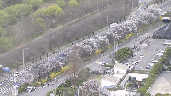 KBS 재난 감시 CCTV에 담긴 서울 여의도 여의서로 벚꽃길의 모습.