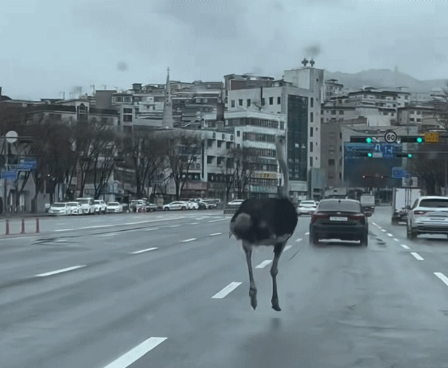 도심 배회하는 타조 [독자 제공. 재판매 및 DB 금지]