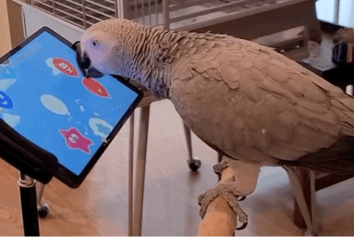 앵무새에게 태블릿피시에 표시되는 점을 찍는 게임을 연습시켰더니 부리와 혀를 이용해 게임을 즐기는 모습이 관찰됐다. 레베카 클라인버거/노스이스턴대 제공