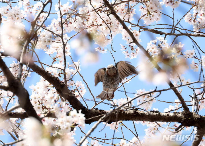벚꽃사이로 이미지