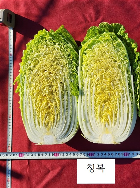 청복 이미지