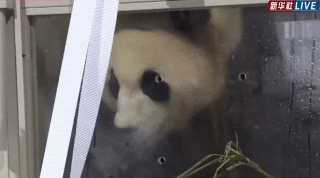손가락으로 가르키자 푸바오가 깜짝 놀라는 모습을 보였다. [사진=신화통신사 라이브 캡쳐]