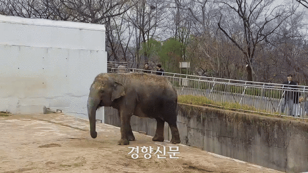 1969년생 암컷 코끼리 코순이가 지난달 30일 대구 중구 달성공원 코끼리사에서 몸을 앞뒤로 흔드는 정형행동을 하고 있다. 전현진 기자