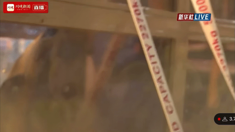 지난 3일 푸바오가 중국 청두국제공항에 도착해 가림막 없이 카메라 플래시를 받는 모습. /온라인 커뮤니티 캡처