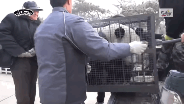 린이 동물원에서 한국으로 이동하기 위해 트럭에 실리는 러바오(한국농수산TV 캡처)