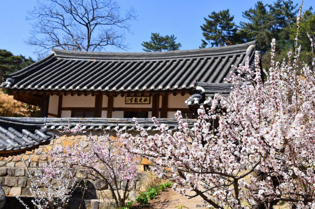 예산꽃 이미지