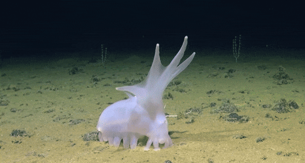 클라리온-클리퍼톤 해역(CCZ)에서 발견된 '바다 돼지'가 걷는 모습. 사진=SMARTEX Project/NERC