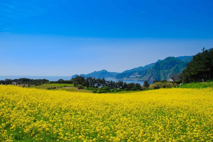 죽도 이미지