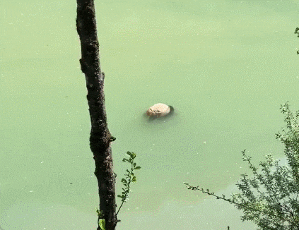 11일 쓰촨성 야안시 바오싱현 강가에서 어린 자이언트 판다 사체로 추정되는 물체가 강 위에 떠다니는 모습을 관광객이 발견했다고 이튿날 중국 국가 기간방송 CCTV가 보도했다. (영상=더우인)