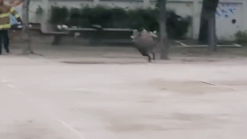 15일 오전 대구 서구 비산동 인지초교에서 뛰어다니는 멧돼지의 모습./ 대구경찰청